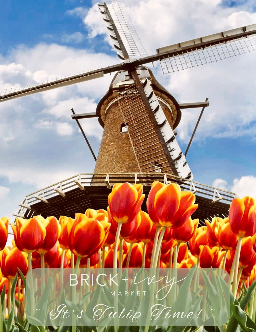 It's Tulip Time!